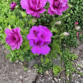 Purple Regal Geranium Cuttings - 6 Live Pelargonium Plant Starters | Hardy Patio Flower
