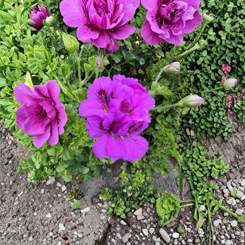 Purple Regal Geranium Cuttings - 6 Live Pelargonium Plant Starters | Hardy Patio Flower