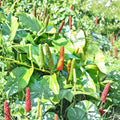 Piper Longum Live Plants – 3 Rare Long Pepper Starter Plants | Tropical Pipali Spice Vine
