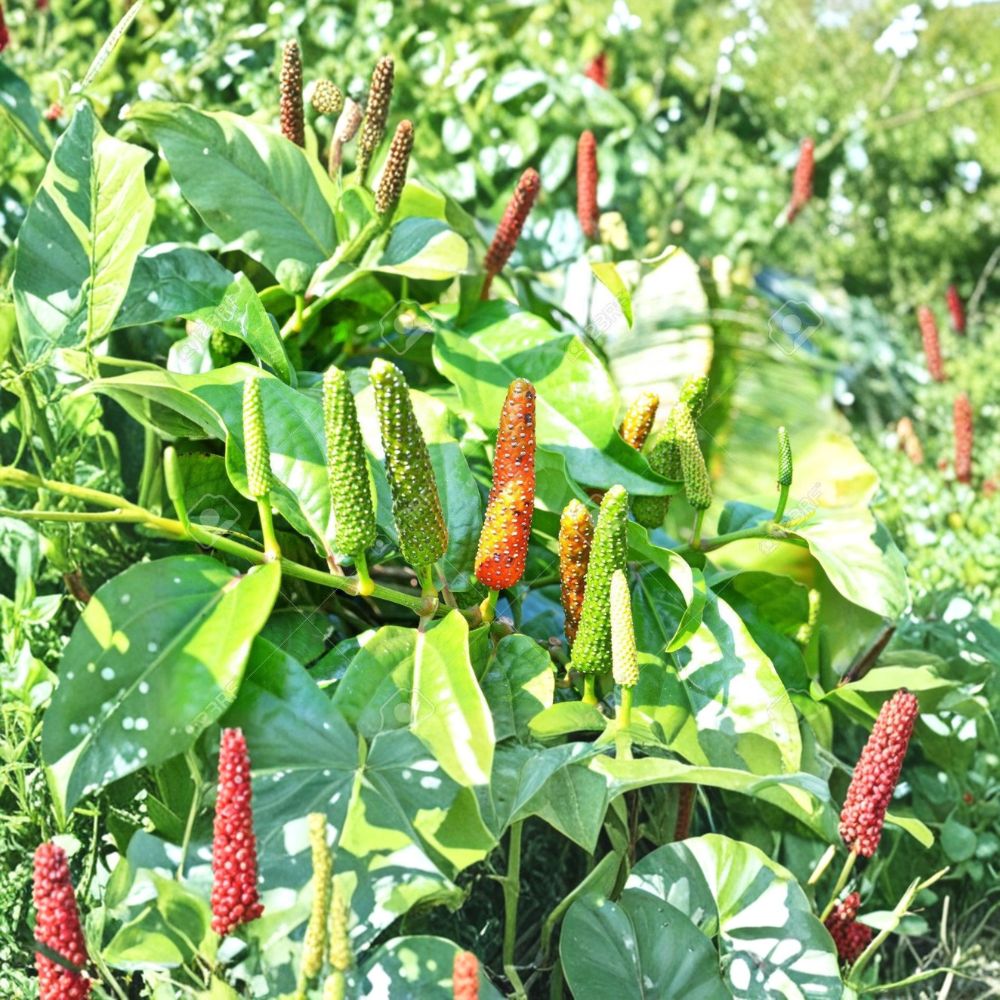 Piper Longum Live Plants – 3 Rare Long Pepper Starter Plants | Tropical Pipali Spice Vine