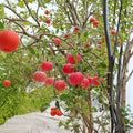Fuji Apple Tree – Malus domestica ‘Fuji’ Bare Root | 32 Inches Tall | M7 Rootstock Semi-Dwarf Fruit Tree