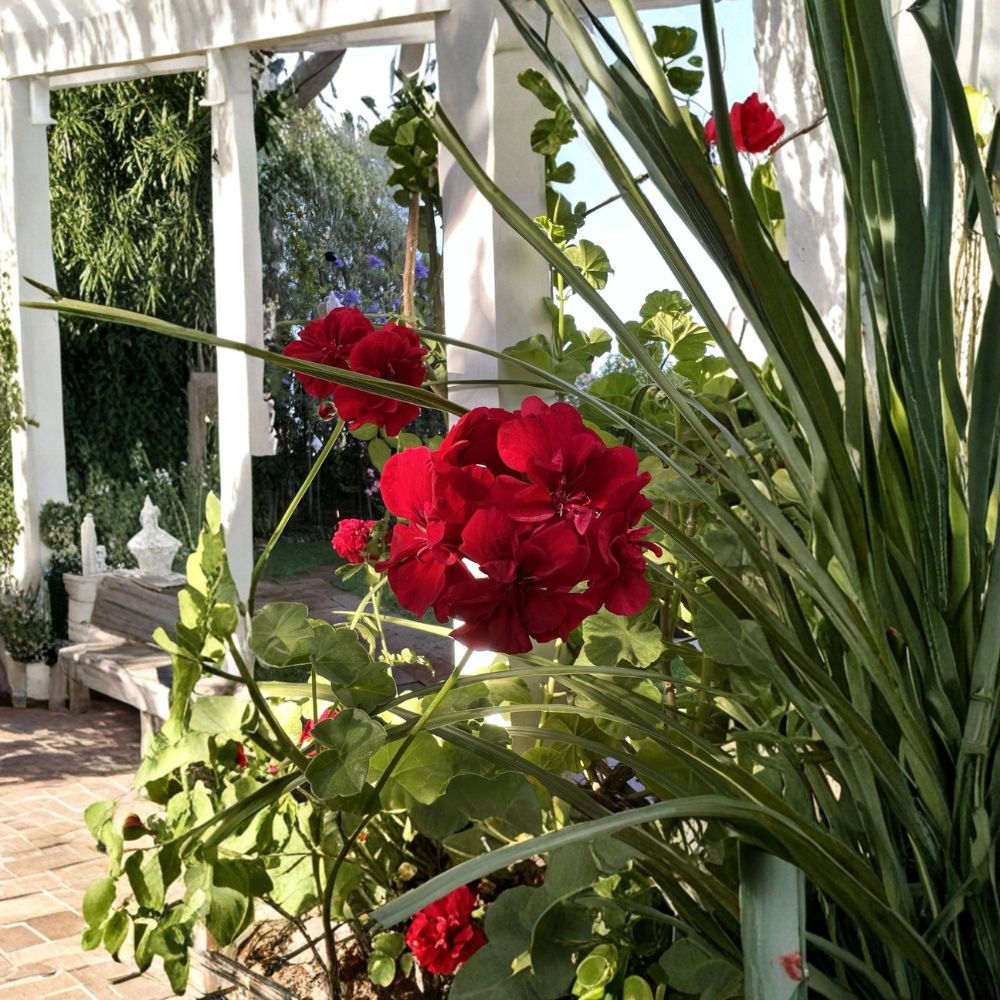 True Red Ivy Geranium Cuttings – 5 Live Pelargonium Starters | Hardy Patio Flower