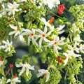 Night Flowering Jasmine Seeds – Nyctanthes arbor-tristis 5 Seeds | Parijat Coral Jasmine
