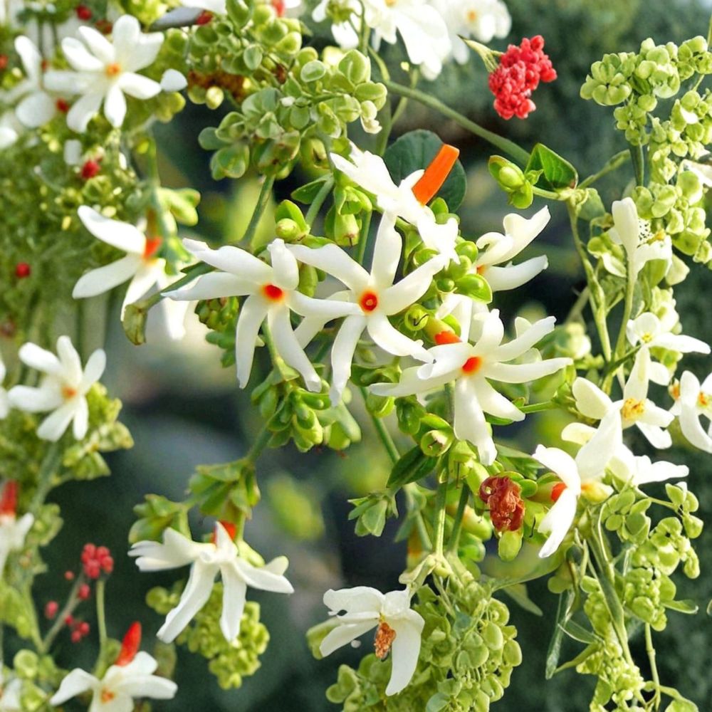 Night Flowering Jasmine Seeds – Nyctanthes arbor-tristis 5 Seeds | Parijat Coral Jasmine