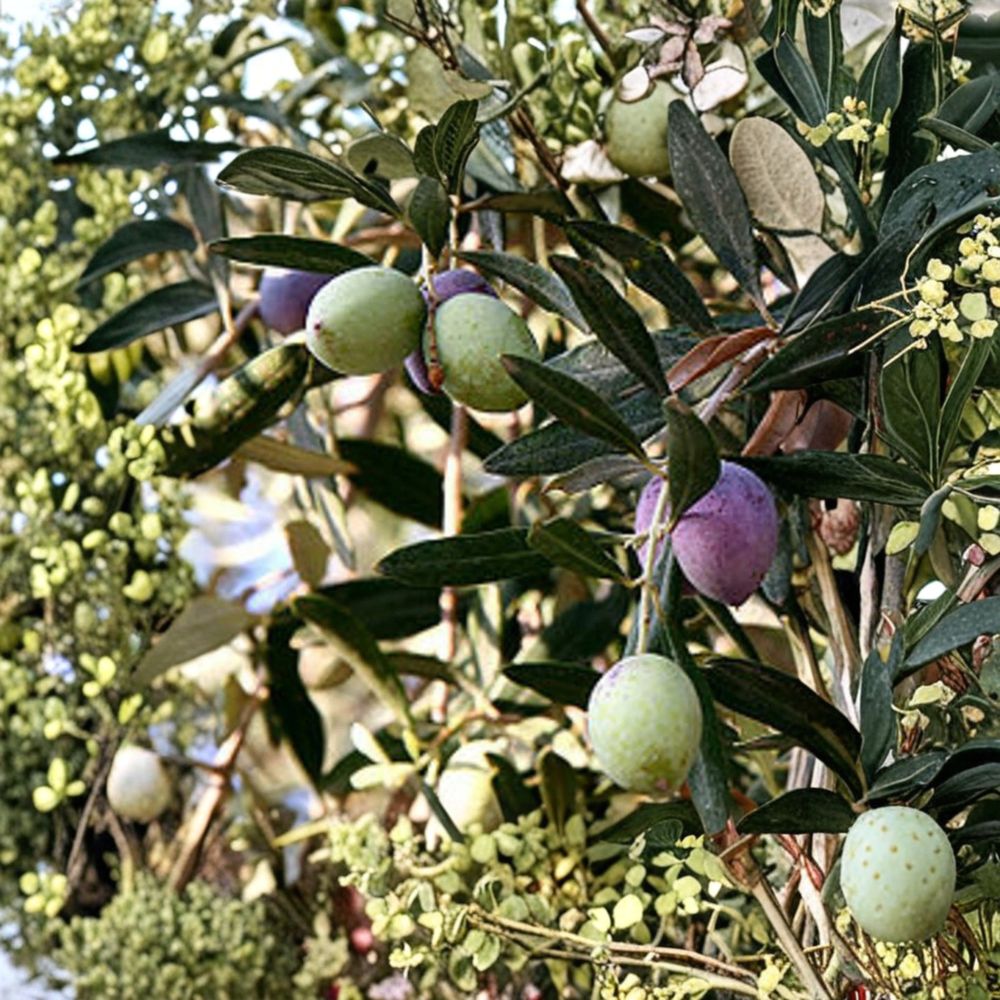Olive Tree Live Plant – 8–12 Inch Rooted Cutting – Olea europaea ‘Oblonga’ – Mediterranean Fruit Tree for Indoor Outdoor Container Gardening