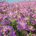 Sirak Geranium Seeds – 25+ Premium Flower Seeds for Patio & Balcony | Easy to Grow Perennial Flowers