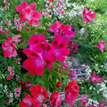 Hot Magenta Pink Regal Geranium Cuttings – Pelargonium x domesticum Live Unrooted Plants