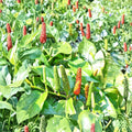 Piper Longum Live Plant – Rare Long Pepper Vine Starter Plant | Tropical Medicinal Herb
