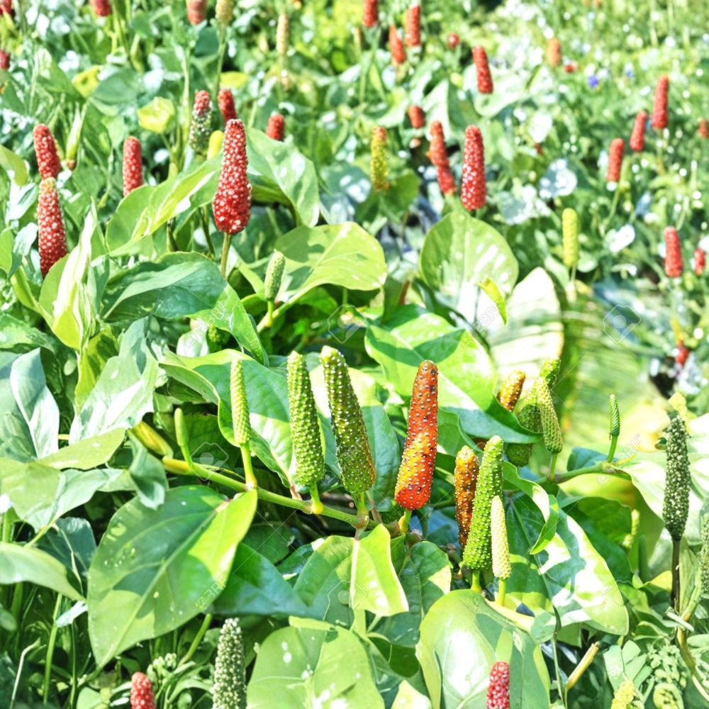 Piper Longum Live Plant – Rare Long Pepper Vine Starter Plant | Tropical Medicinal Herb