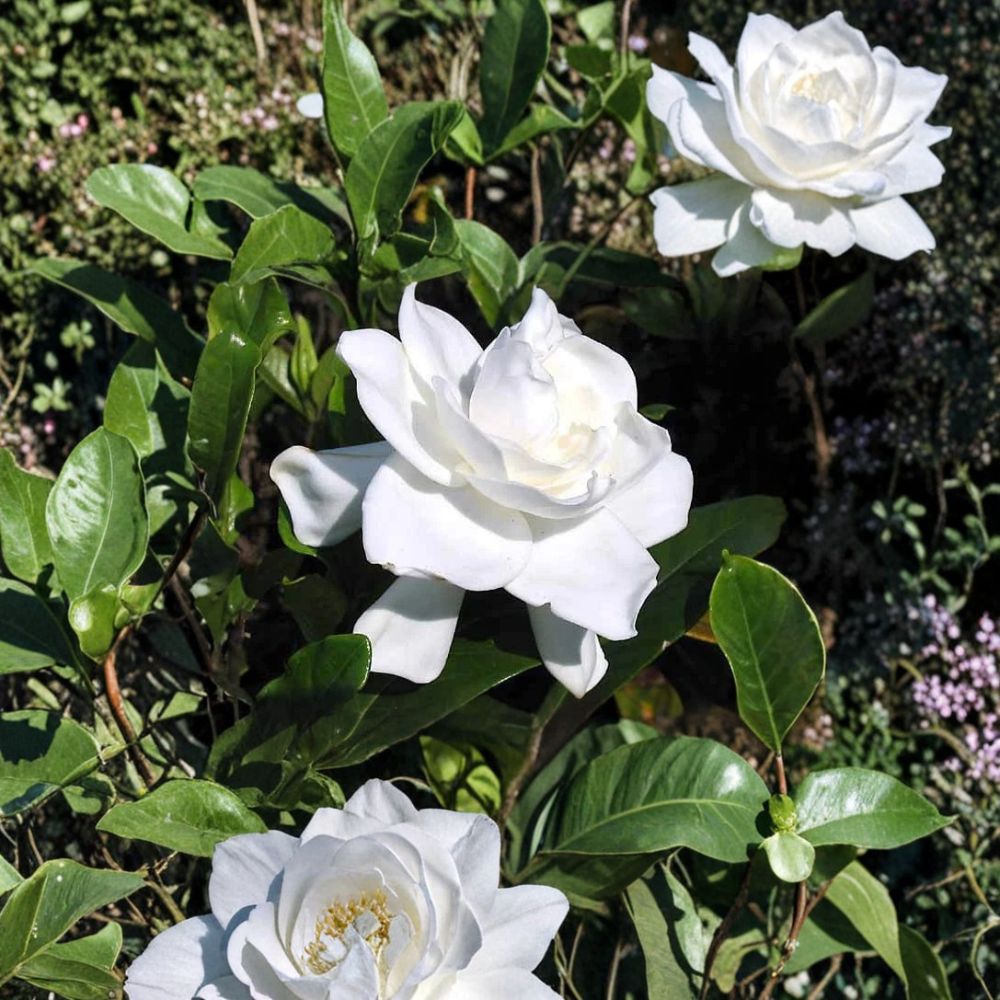 Gardenia Plant Set of 2 – Gardenia jasminoides Live Starter | 6 Inch Tall Rooted Cuttings | White Fragrant Cape Jasmine