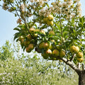Fragrant Asian Pear Tree – Kuerle Xiang Li on Pyrus betulifolia Rootstock | Sweet Crisp Edible Fruit Tree