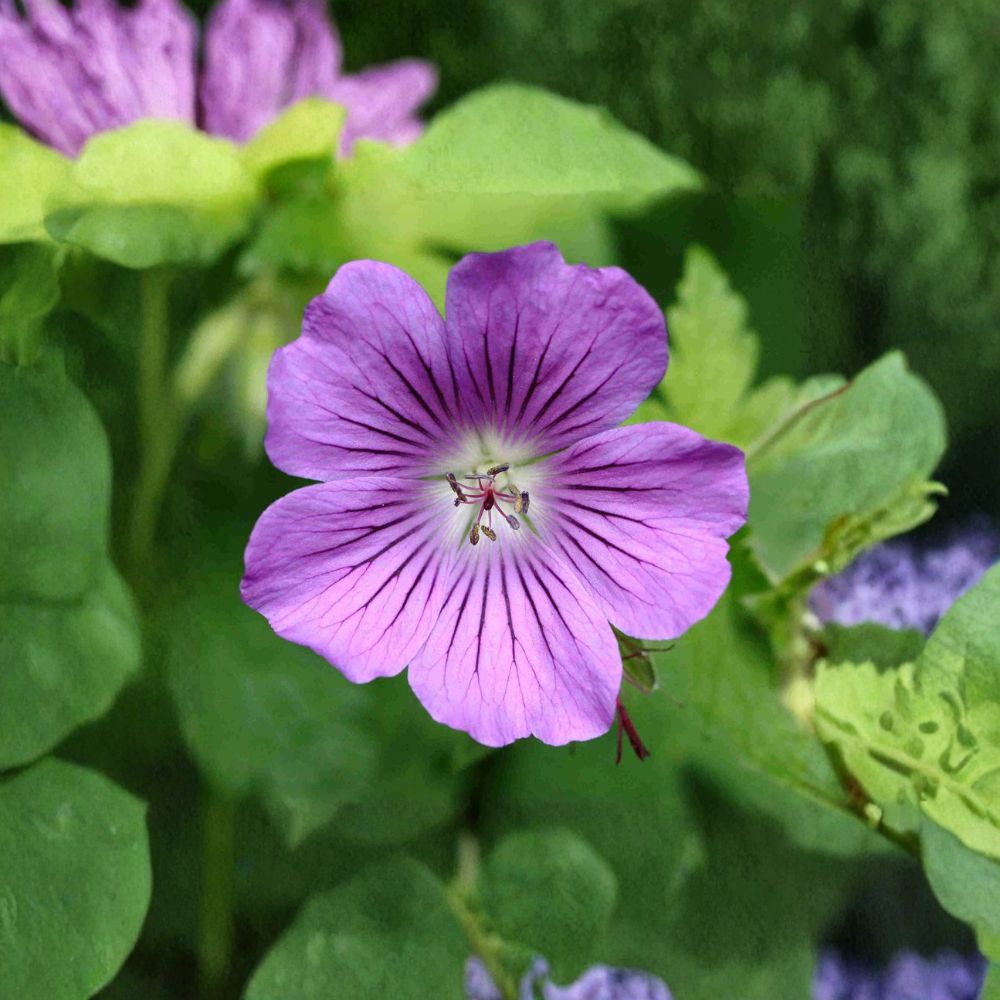 Geranium Gracile Seeds – Hardy Perennial Pink Cranesbill Flower for Pollinator Gardens