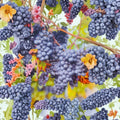Venus Blue Grape Vine Live Plant | 1 Gallon | Sweet Blue Grapes for Home Garden & Vineyard