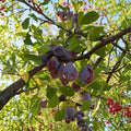 Prune D’Ente 707 Plum Tree – 3 Ft Potted European Prune Plum, Self-Fertile, Sweet Freestone Fruit
