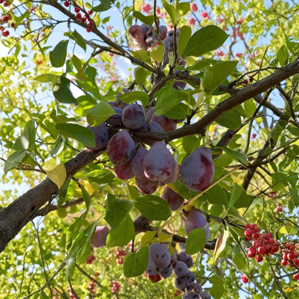 Prune D’Ente 707 Plum Tree – 3 Ft Potted European Prune Plum, Self-Fertile, Sweet Freestone Fruit
