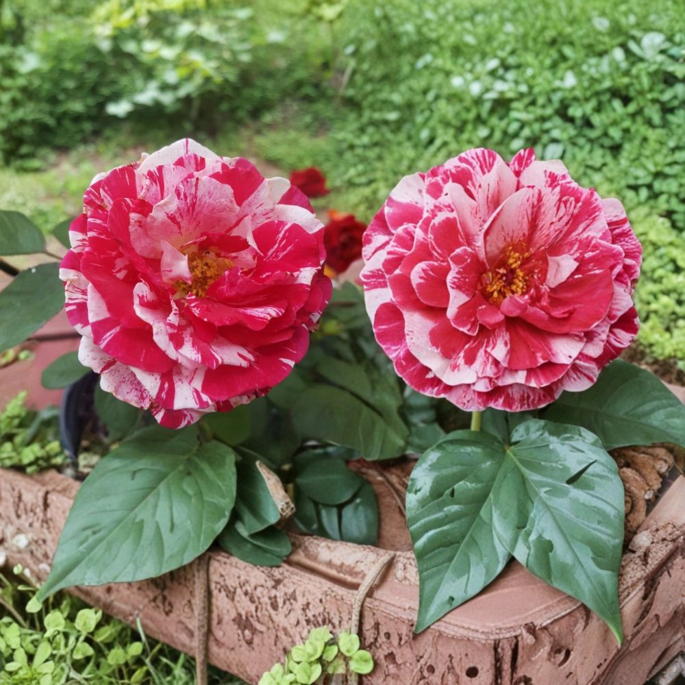 Scentimental Floribunda Rose Live Bush Plant | 2 Gallon | Fragrant Red & White Striped Blooms