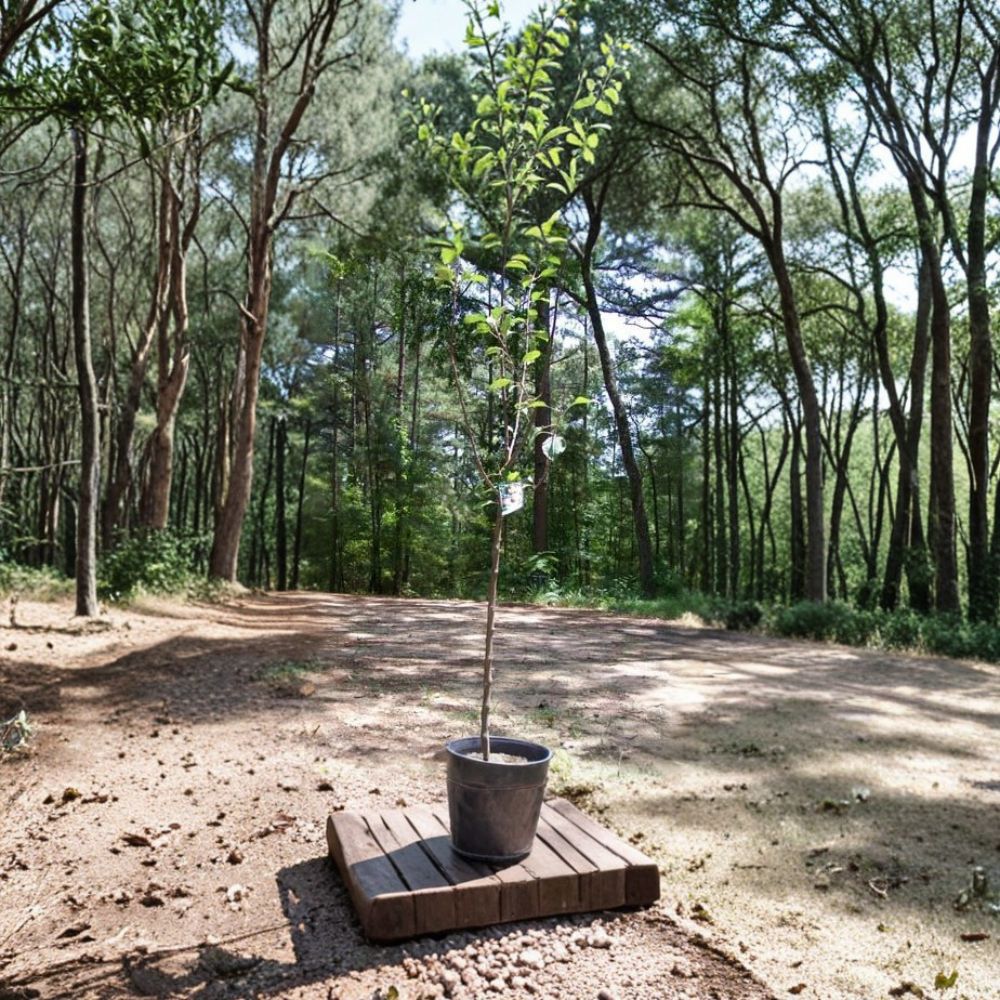 Fuji Apple Tree – Malus domestica Live Fruit Tree | 4–6 Feet Tall | 5 Gallon Size