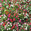 Pinto Premium Mix Geranium Seeds - 1,000 Assorted Color Pelargonium Seeds