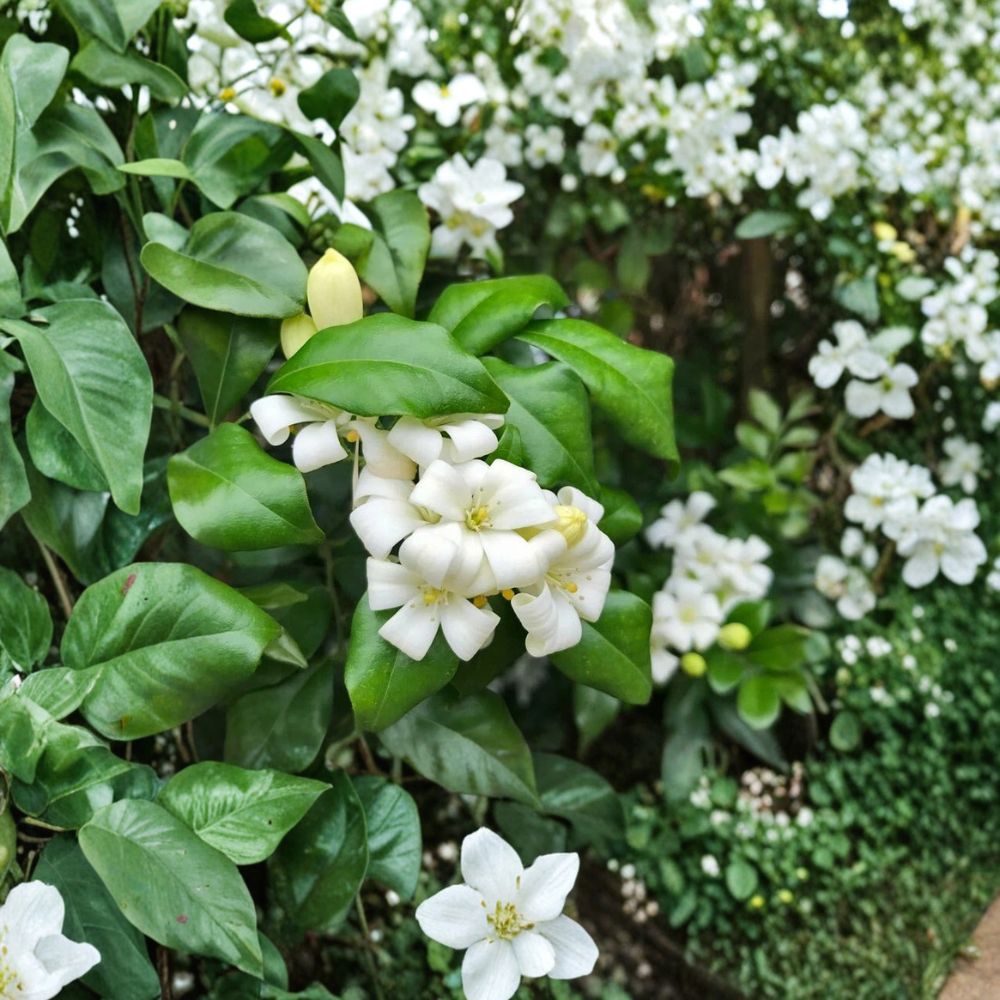Orange Jasmine Murraya paniculata Seeds | 5 Seeds | Fragrant Evergreen Shrub