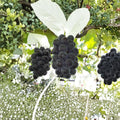 Fujiminori Giant Grape Vine – Large Japanese Table Grape | Vitis vinifera Live Plant