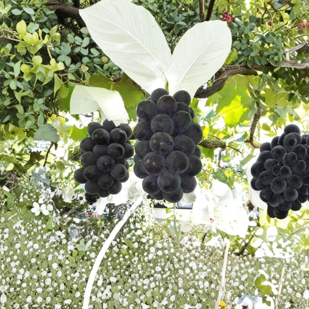 Fujiminori Giant Grape Vine – Large Japanese Table Grape | Vitis vinifera Live Plant