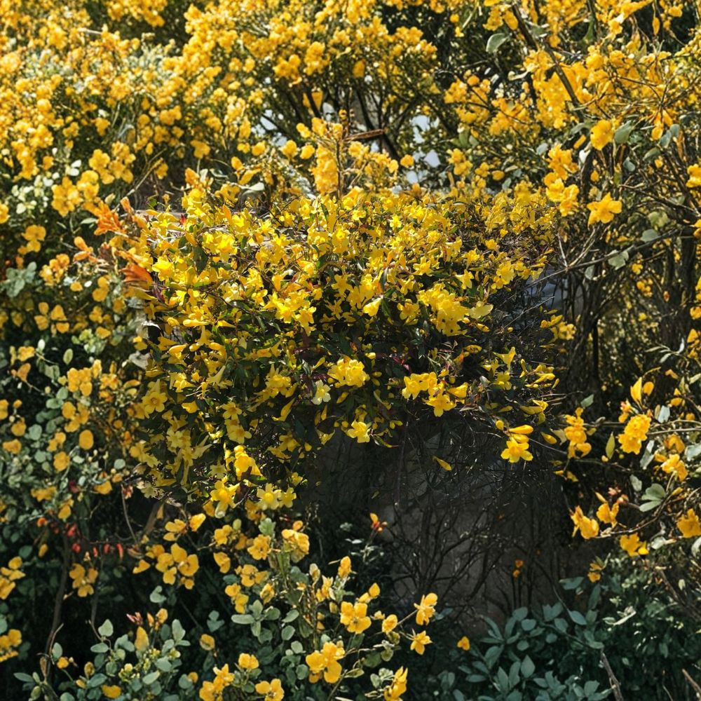 Carolina Jasmine Plant Set of 6 – Gelsemium sempervirens Live Rooted Vines with Yellow Flowers