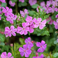Herb Robert Geranium Seeds – 25+ Hardy Wild Geranium Seeds for Shade & Woodland Gardens