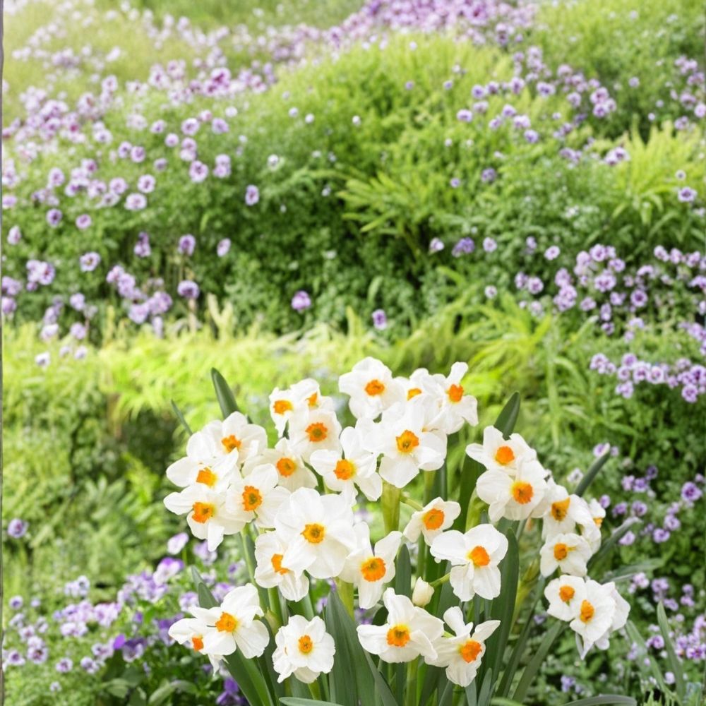 Narcissus Geranium Daffodil Bulbs – 10 Heirloom Spring Flower Bulbs | Fragrant White & Orange Blooms | Zones 4–8