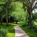 Weeping Willow Tree Live Plant – Fast Growing Shade Tree with Arching Canopy – Salix babylonica Outdoor Garden Landscape