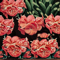 Geranium Pinto Premium Salmon Deep Pelargonium Seeds | 100 Seeds | Pastel Salmon Blooms | Compact & Vigorous
