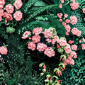 Black Velvet Rose Geranium Seeds – 100 Pelargonium Seeds with Chocolate Leaf & Rose Blooms