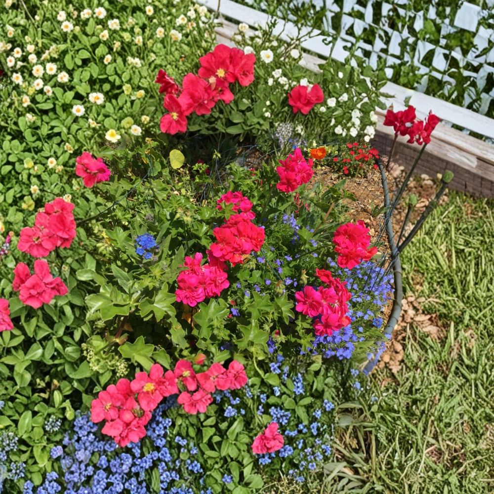 Ivy Geranium Cuttings – 8 Mixed Color Pelargonium Cuttings for Patio & Hanging Baskets