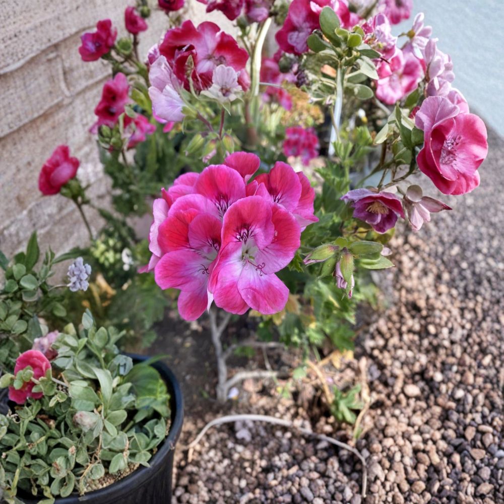 Organic Regal Pelargonium Cuttings – 5 Live Geranium Plant Starters for Sunny Patios