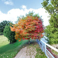 Sassafras Tree – Sassafras albidum Live Bare Root Starter | Native Aromatic Woodland Tree
