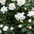 Gardenia ‘Veitchii’ Live Plant – Fragrant White Blooms, 3–4 Feet Tall Evergreen Shrub