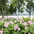 Beth Chatto Geranium Seeds – 25+ Premium Perennial Flower Seeds for Patio & Balcony
