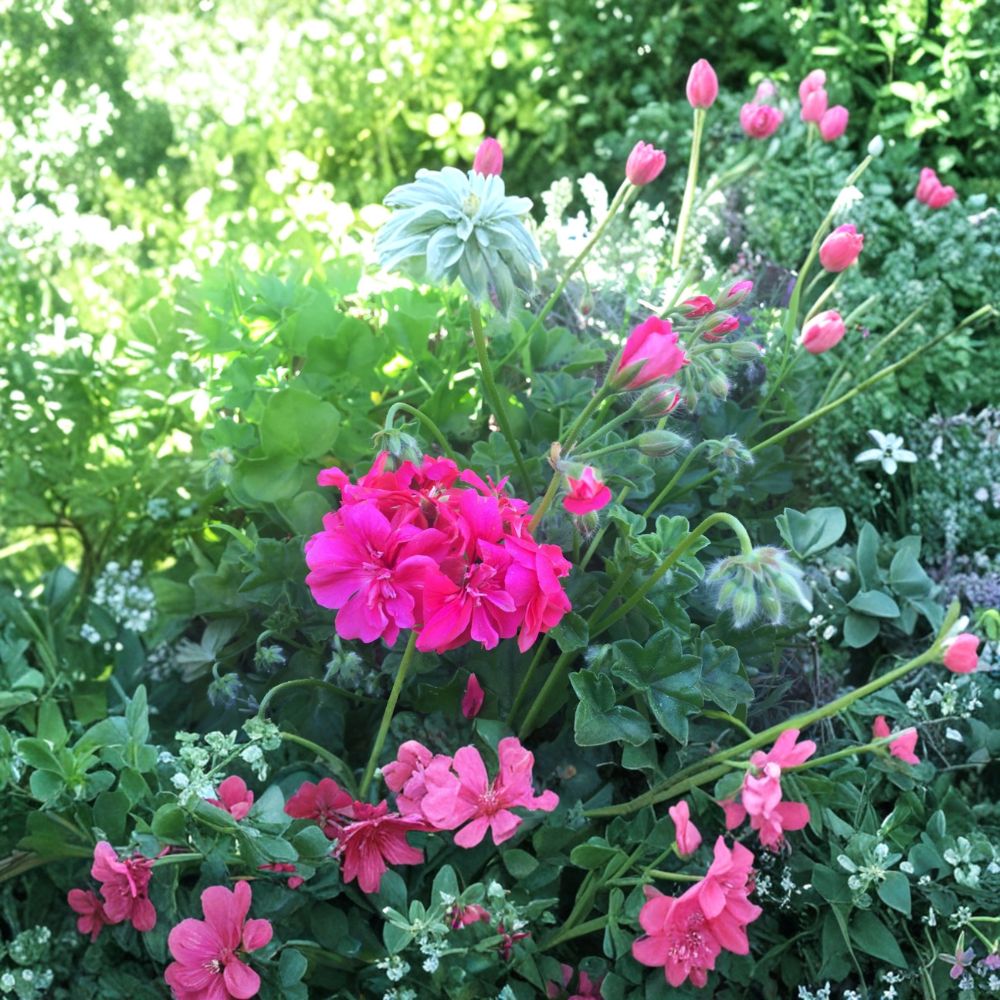 Hot Pink Ivy Geranium Cuttings – Pelargonium peltatum Live Unrooted Plants | 6 Cuttings 6 Inch | Trailing Pink Flowers | Hanging Basket Suitable