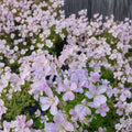 Melinda Geranium Seeds – 25+ Premium Pelargonium Flower Seeds for Vibrant Garden Blooms