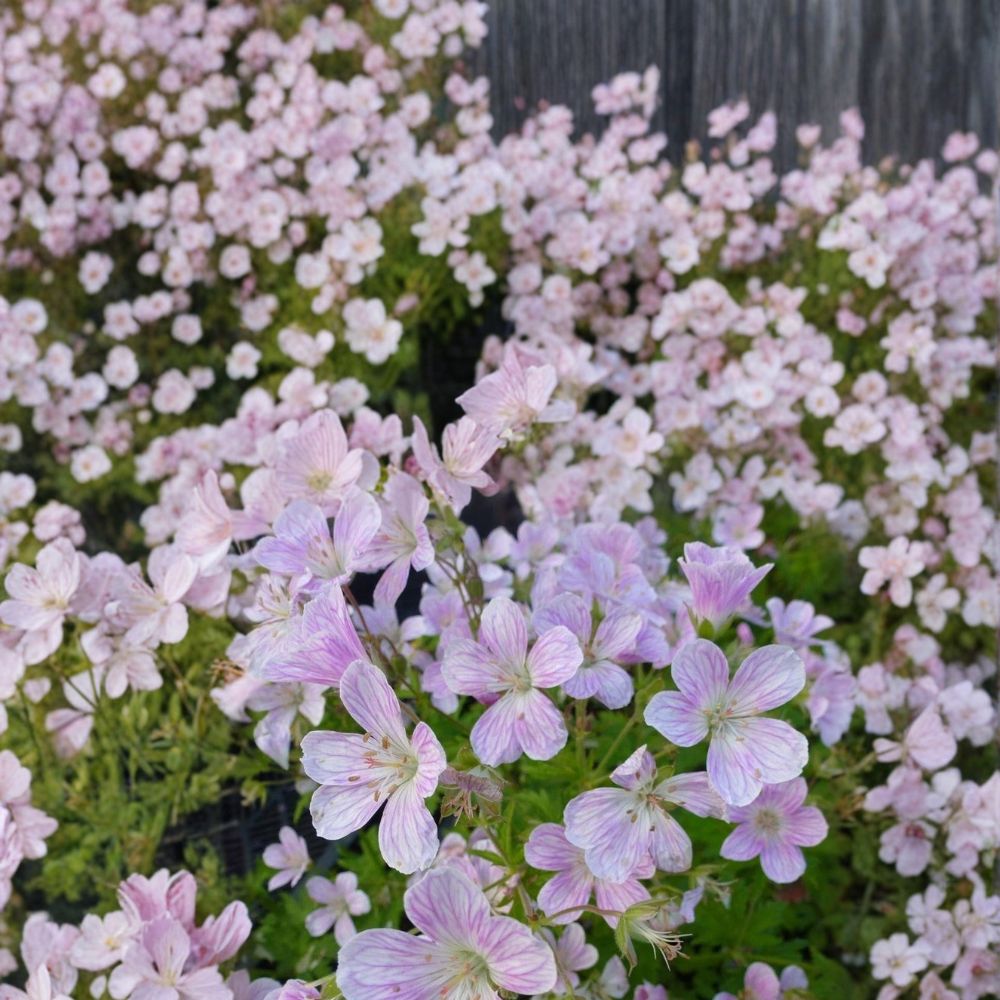 Melinda Geranium Seeds – 25+ Premium Pelargonium Flower Seeds for Vibrant Garden Blooms
