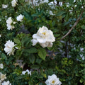 Gardenia Seeds 200+ – Gardenia jasminoides Cape Jasmine | Heirloom Fragrant White Flowering Shrub Seeds