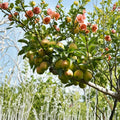 Fragrant Asian Pear Tree – Pyrus betulifolia Grafted Korla Fragrant Pear | Sweet Crisp Fruit Tree Starter