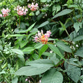 Henry’s Honeysuckle (Lonicera henryi) Live Plant | Evergreen Climbing Vine | Hardy Ornamental Climber