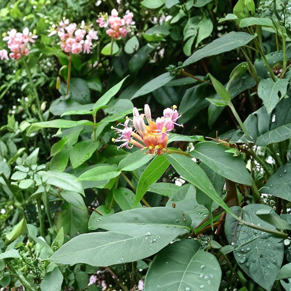 Henry’s Honeysuckle (Lonicera henryi) Live Plant | Evergreen Climbing Vine | Hardy Ornamental Climber