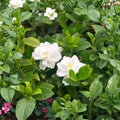 White Gardenia Plant – Gardenia jasminoides Live Evergreen Shrub | Fragrant Cape Jasmine Flower