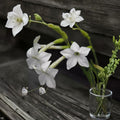 Night Scented Tobacco Jasmine Nicotiana Seeds | 100+ Fragrant Evening Blooming Flowers