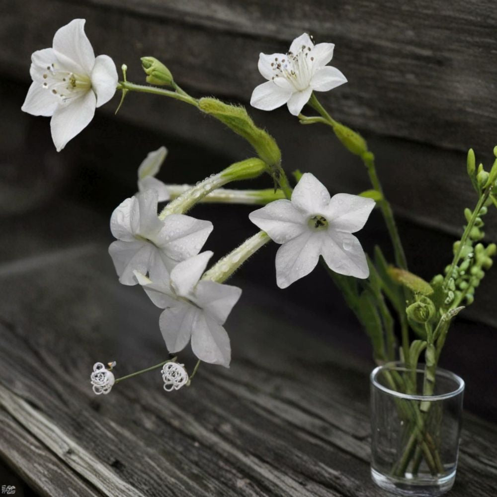 Night Scented Tobacco Jasmine Nicotiana Seeds | 100+ Fragrant Evening Blooming Flowers