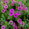 Hardy Geranium Pink Penny Plants – 2 Organic Shade Perennials | Deer Resistant Ground Cover