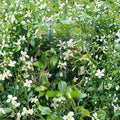 Asian Star Jasmine Plants 5 Pack – Trachelospermum asiaticum Live Vines 2 Ft Long