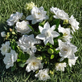 Summer Snow Gardenia® Live Starter Plant | Fragrant White Blooms Evergreen Shrub
