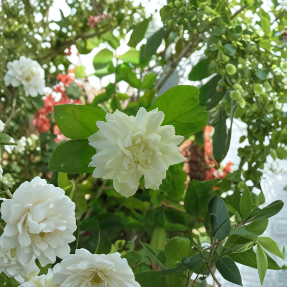 Grand Duke of Tuscany Jasmine Cuttings Set of 3 – Jasminum sambac Unrooted 6+ Inch Fresh Cuttings